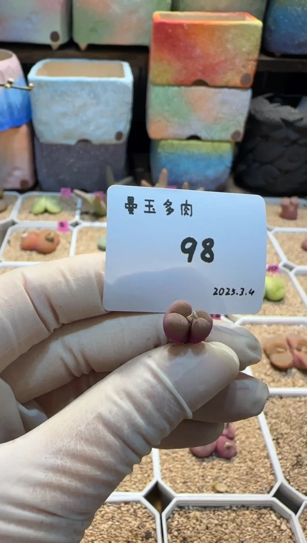 【闪购商品】25.3.4-98远方