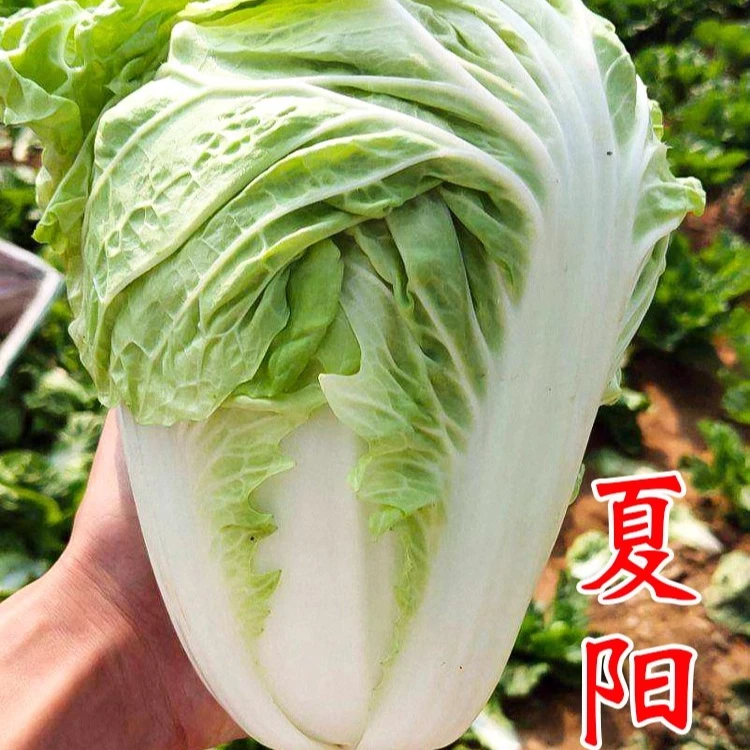 夏阳白菜种子50天早熟耐高温一年四季抗热大白菜种籽农家蔬菜种子