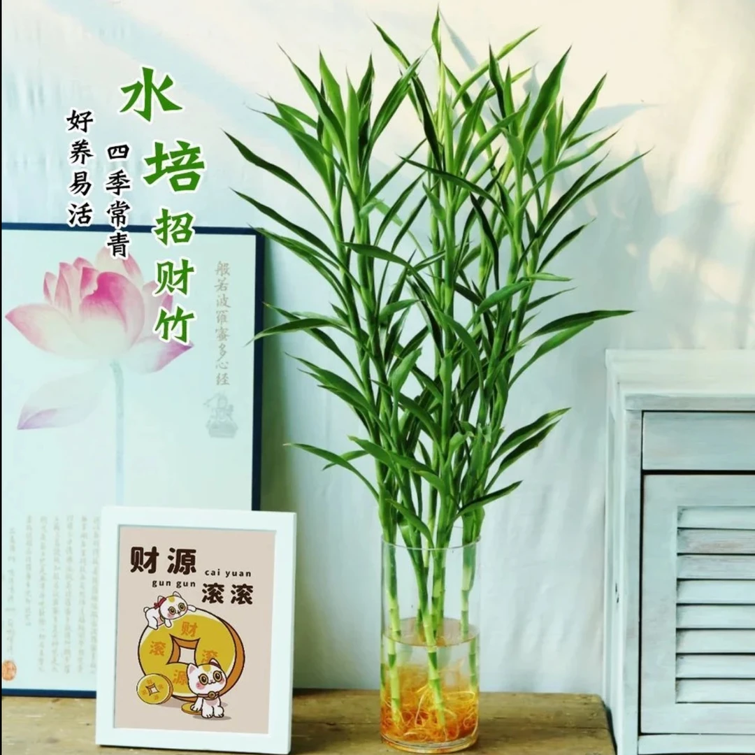 水培招财竹室内聚财水养转运净化空气节节高花卉绿植盆栽