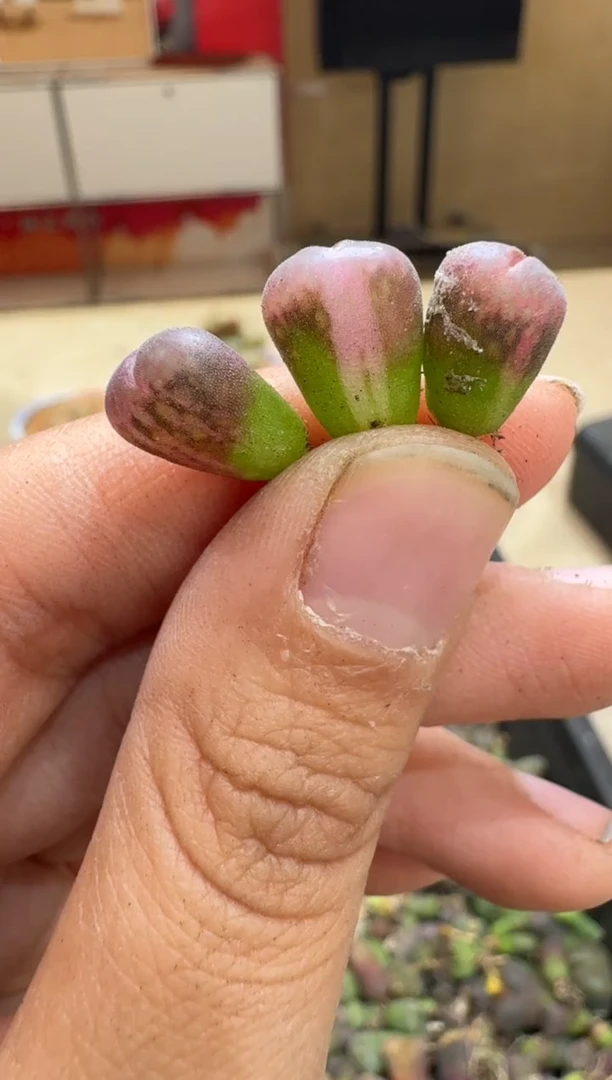 阳*6-73多肉植物肉锥