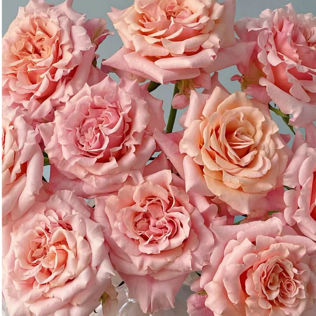 【一品花集】【桃梅拉】单头玫瑰鲜切花 一单包邮