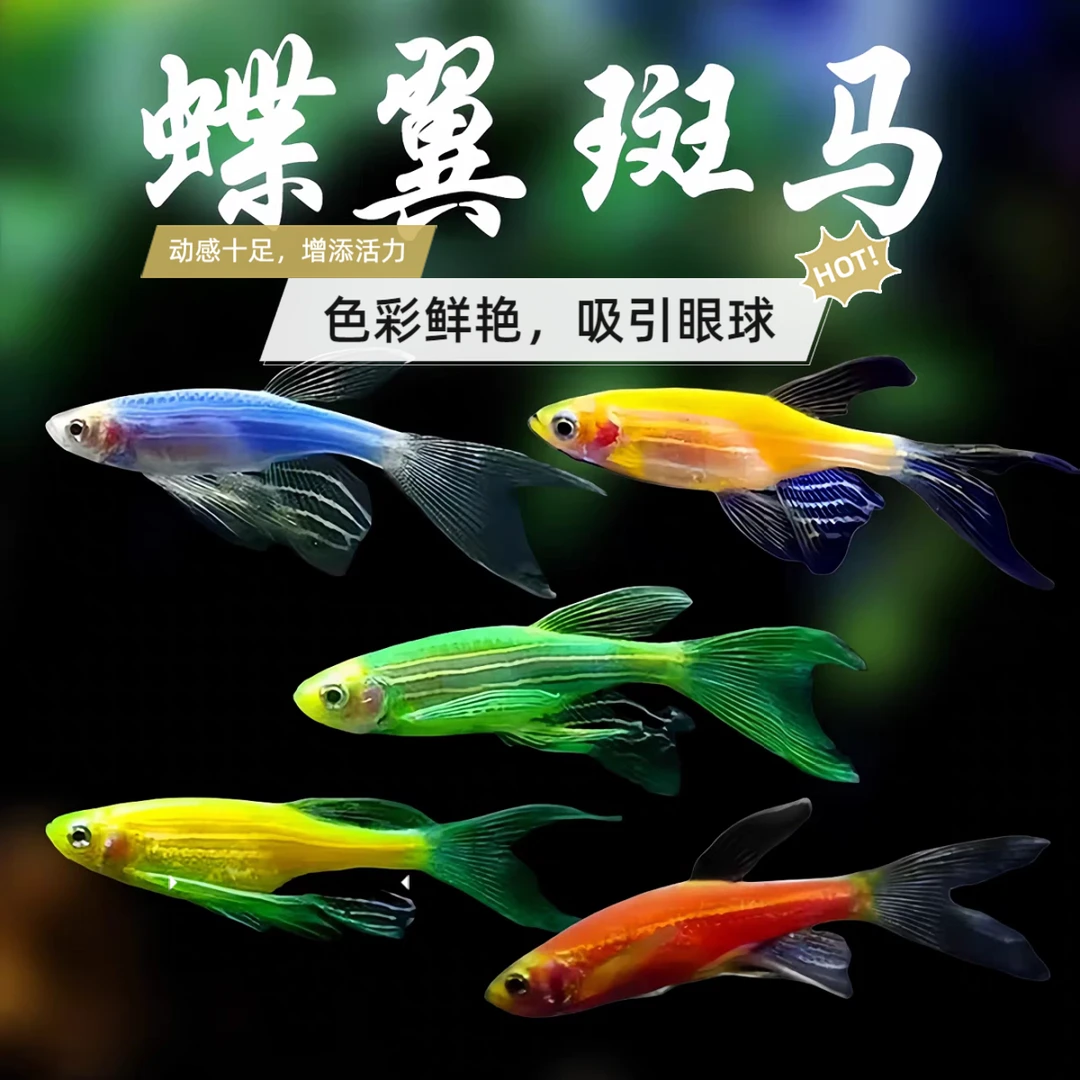 糖果七彩混色碟翼长尾斑马鱼观赏鱼热带小型好养生态鱼红绿灯