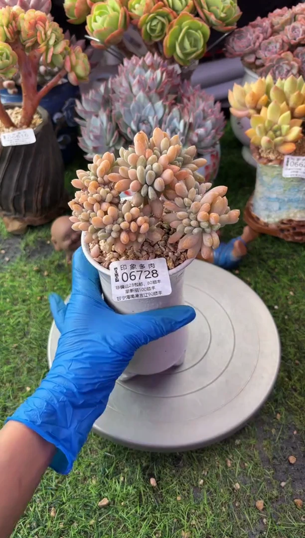 昆明印象多肉06728