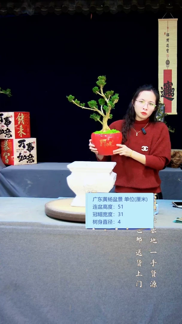 【闪购商品】雀舌黄杨盆景雀舌黄杨盆景