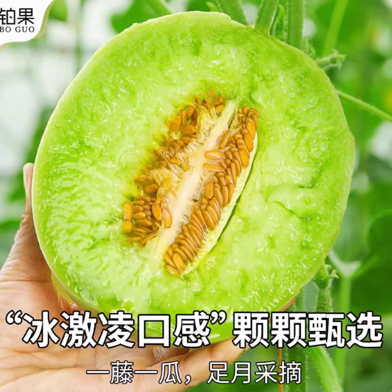 （老板娘专属）山东冰淇淋玉菇甜瓜 4.5斤到5斤 新鲜应季水果