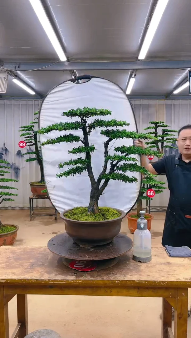 无花朵精品盆景  一物一拍