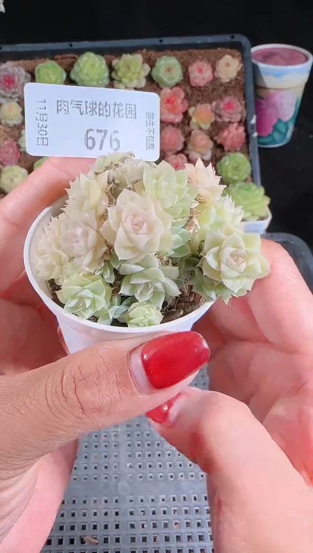 1130-676多肉群生不包整