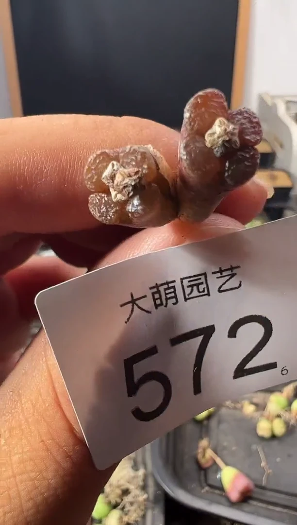 一物一拍         572