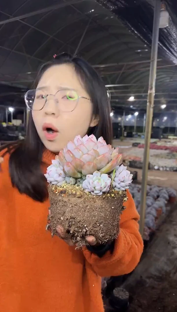 棚里爆多崽星星橙6.88