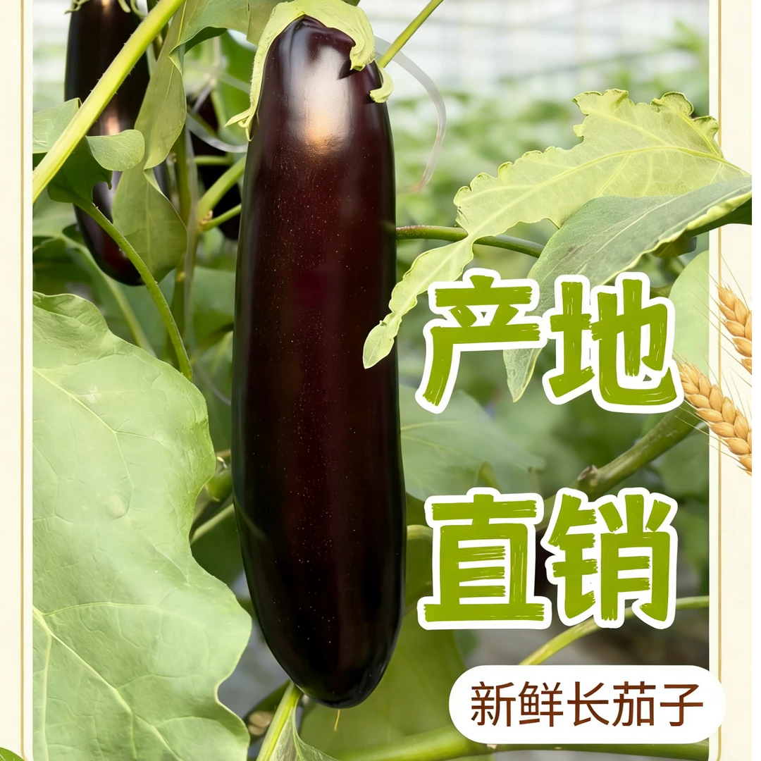 山东寿光新鲜长茄优质茄现摘现发产地直发当季紫皮农家自种
