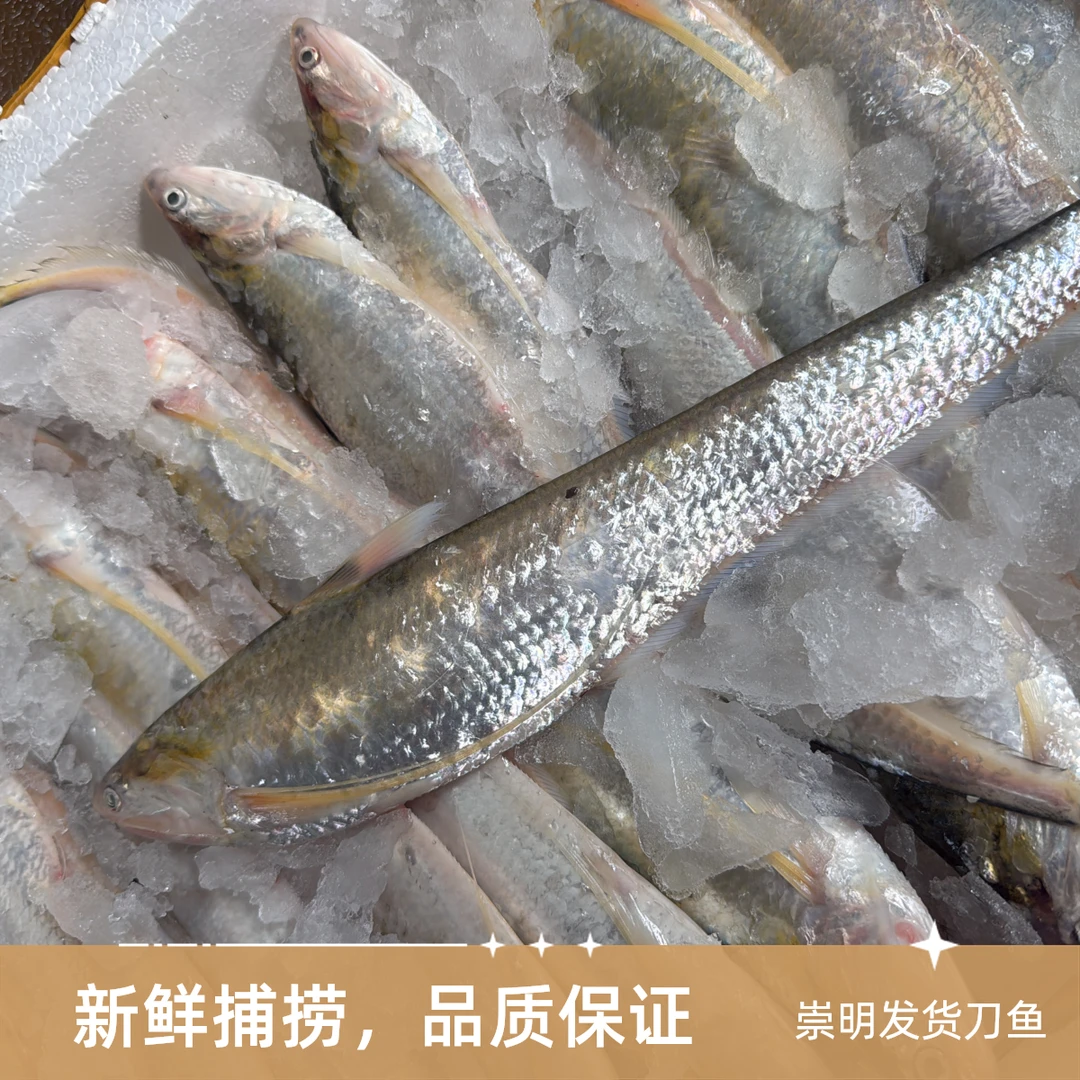 崇明发货刀鱼 大中刀 6条到8条装一斤