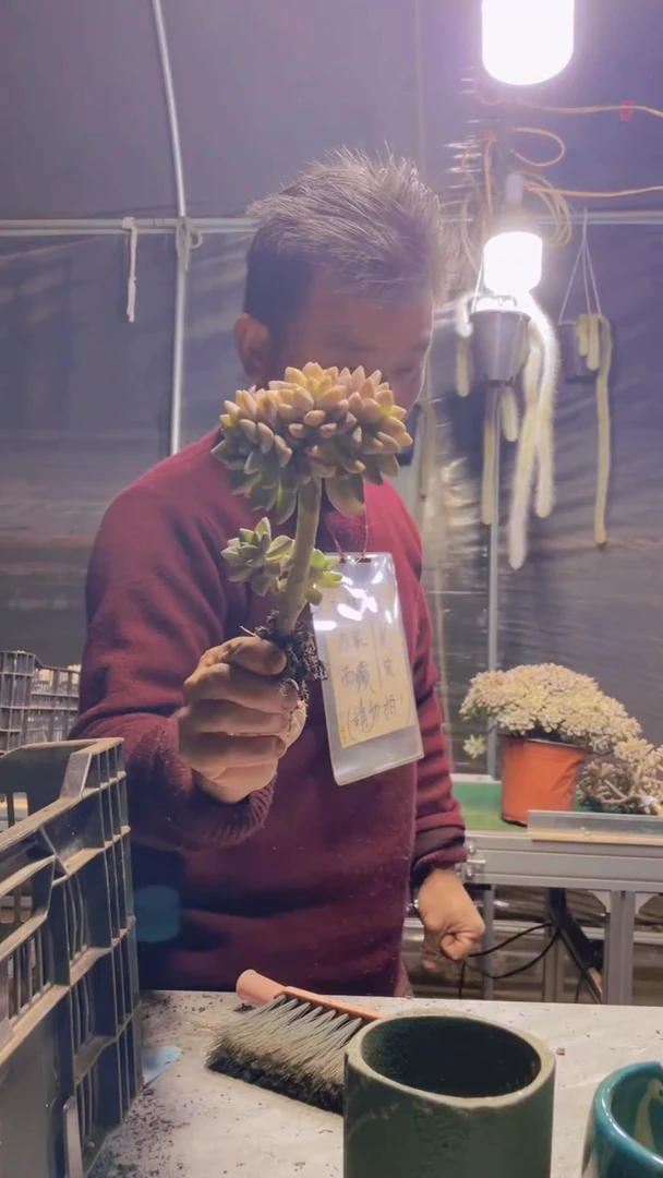 198淡雪缀化一物一拍