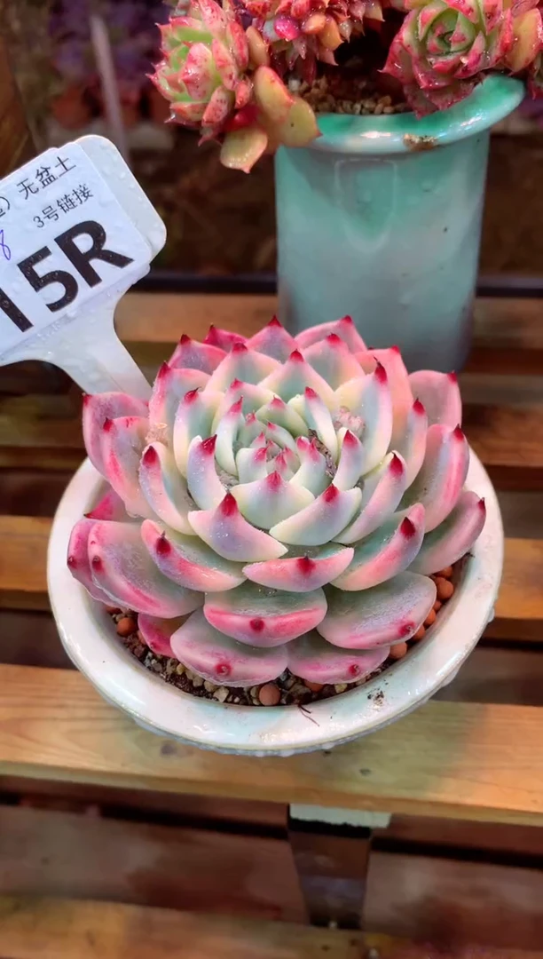 315R（一物一拍，精品多肉，所见即所得 ）