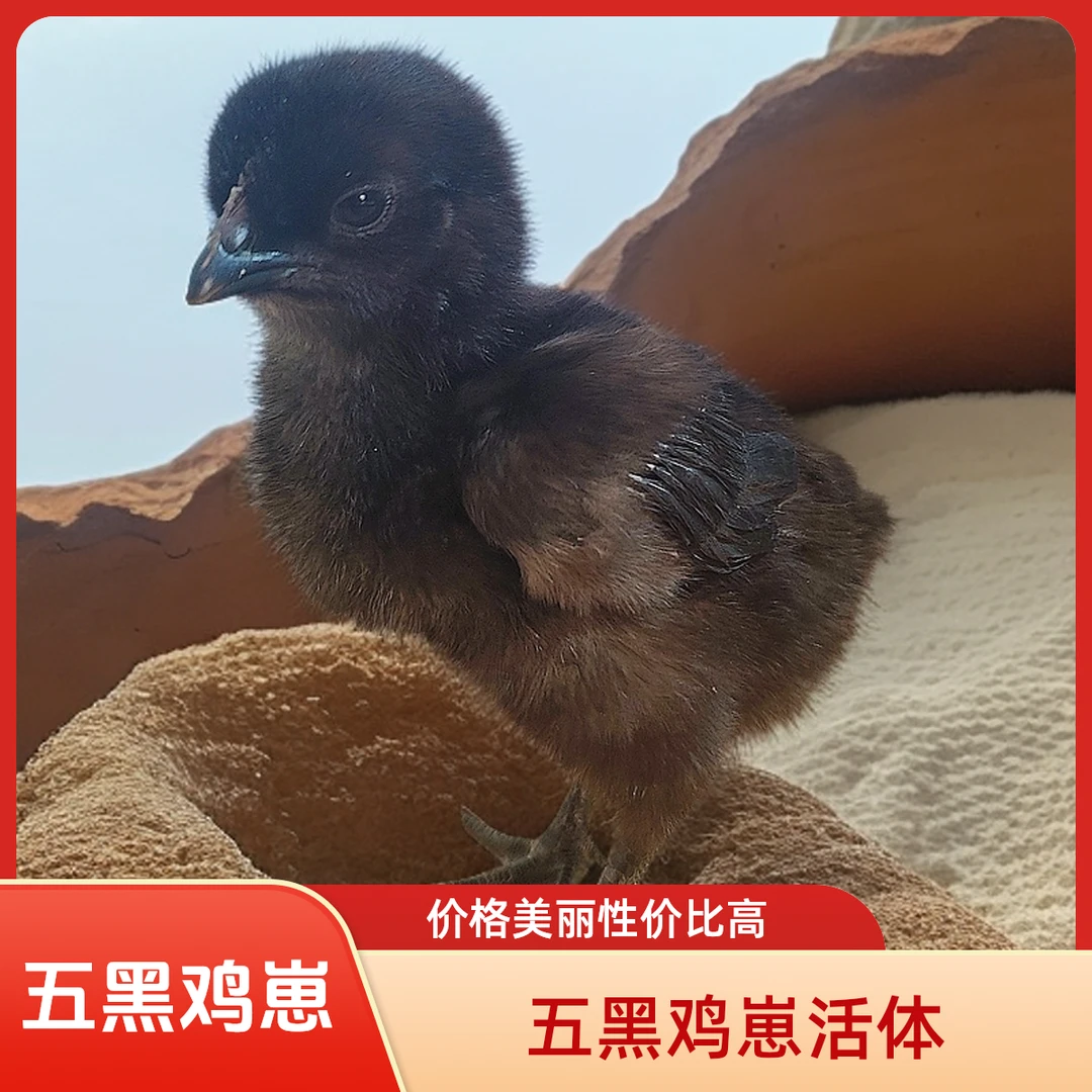 五黑宠物鸡崽活体包邮30个送5个