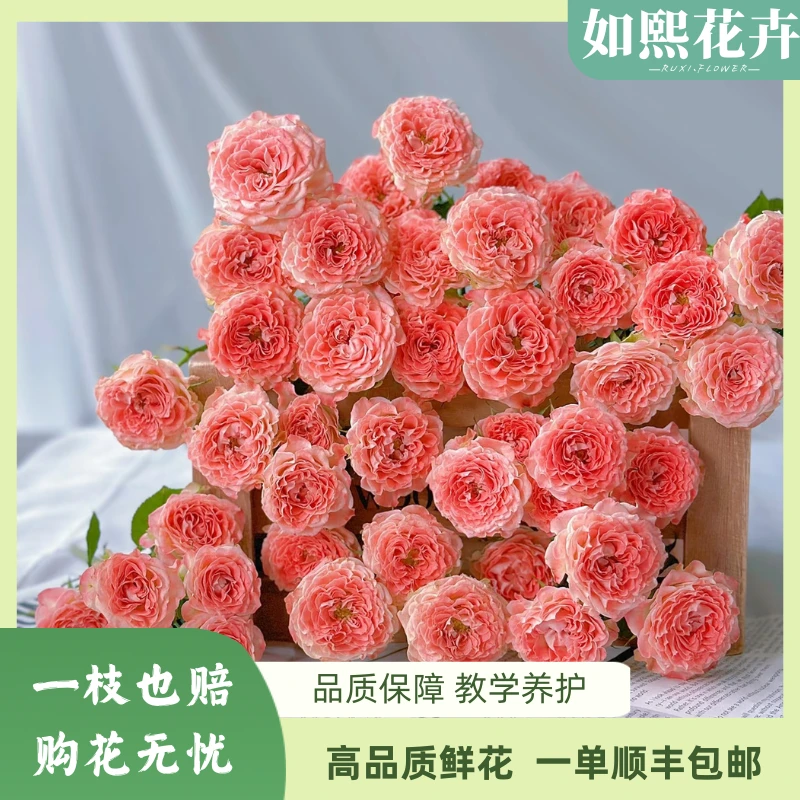 【玫瑰】【小仙女】——多头玫瑰#鲜花#云南基地直发#居家插花#直播卖花