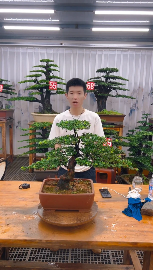 无花朵精品盆景直播间一物一拍