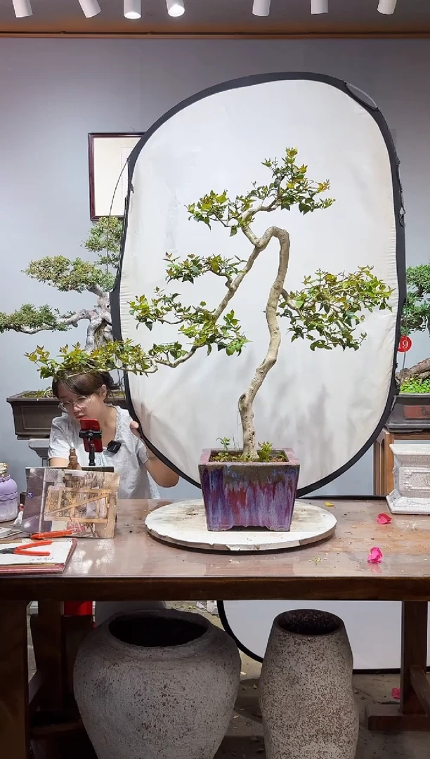无花朵大**9巴西红果