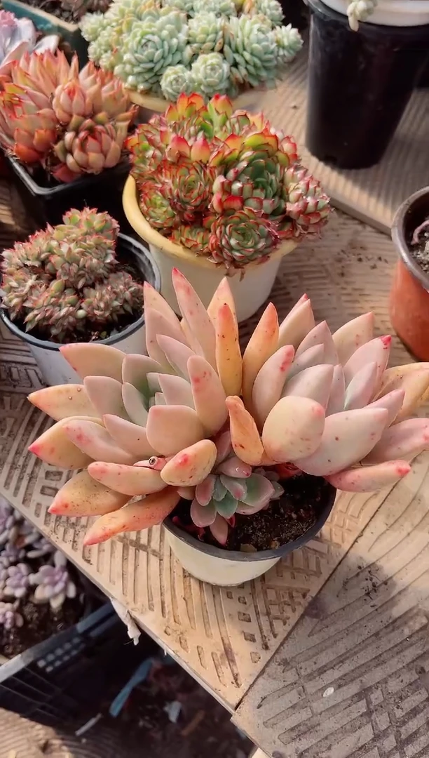 【闪购商品】02414