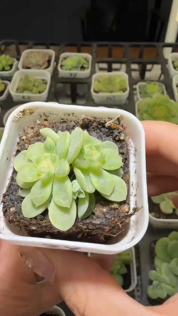 1587  纸鸢多肉植物
