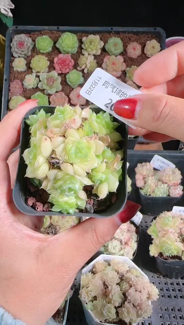 1122-203群生不包整