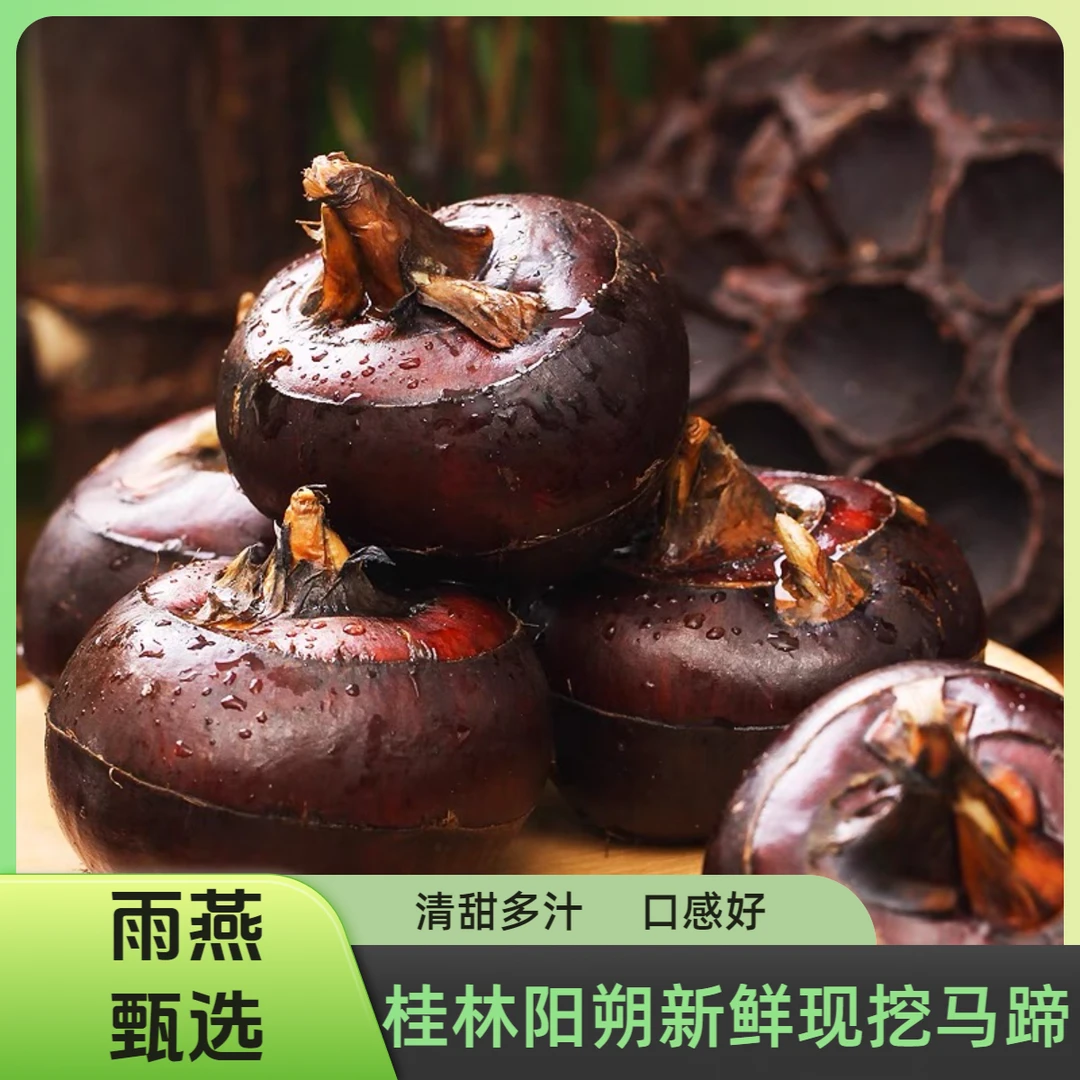 现挖现发新鲜 马蹄