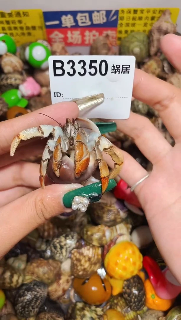 陌派甄选寄居蟹3350