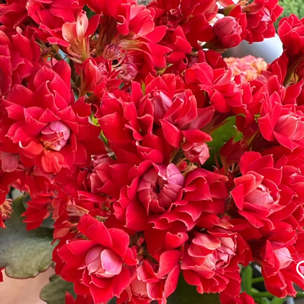 110盆火灵珠长寿花大花型带花苞
