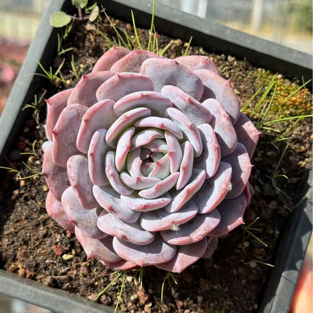 12#朝歌单头及单头带崽多肉植物  前男友精品多肉 SM0728