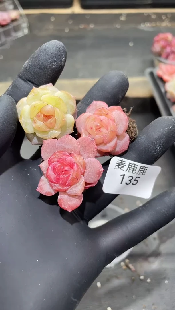 135玲珑心   混发3颗   量拍