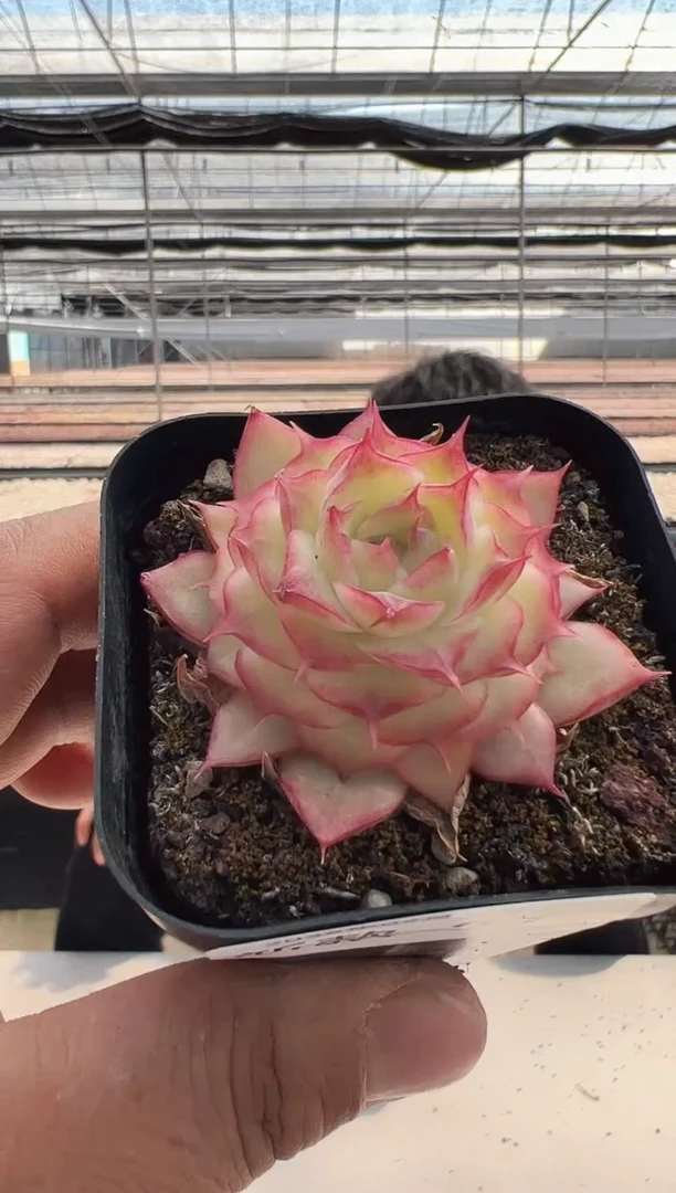 【闪购商品】新款多肉-87