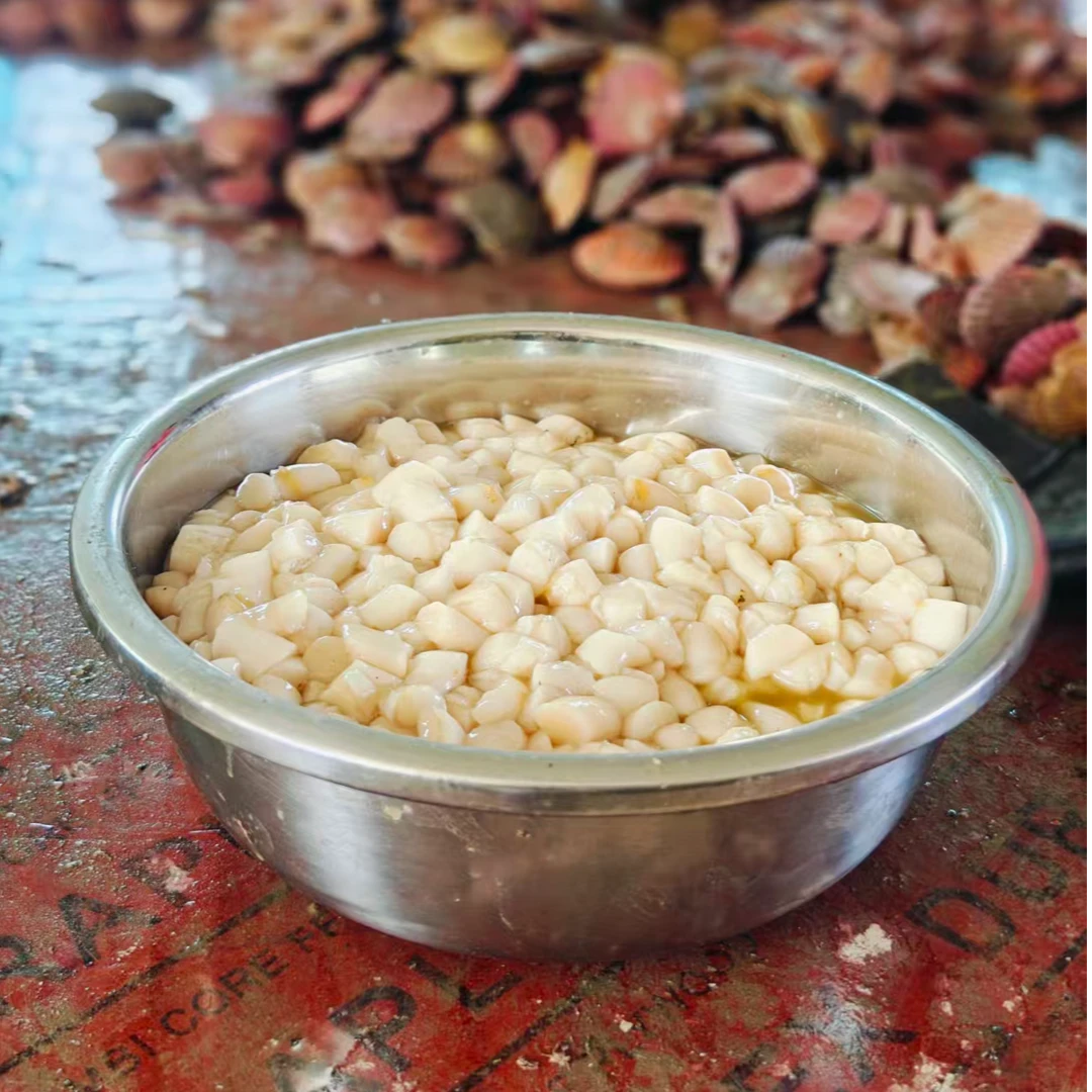 大连本地原浆海湾扇贝丁2/3/4斤顺丰包邮鲜甜味美