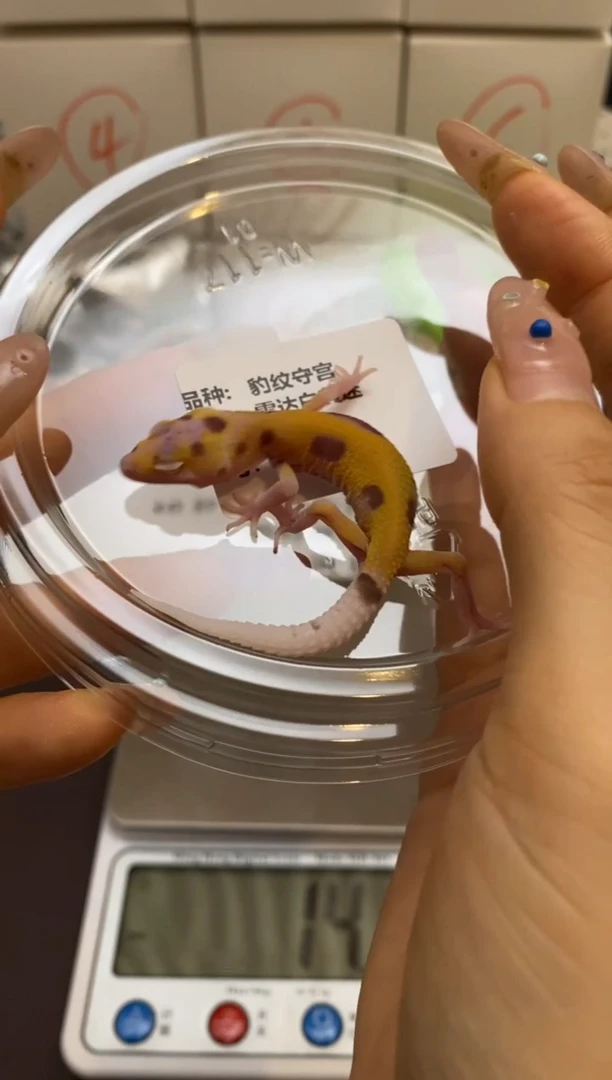 豹纹守宫Scale Tail 爬宠B1