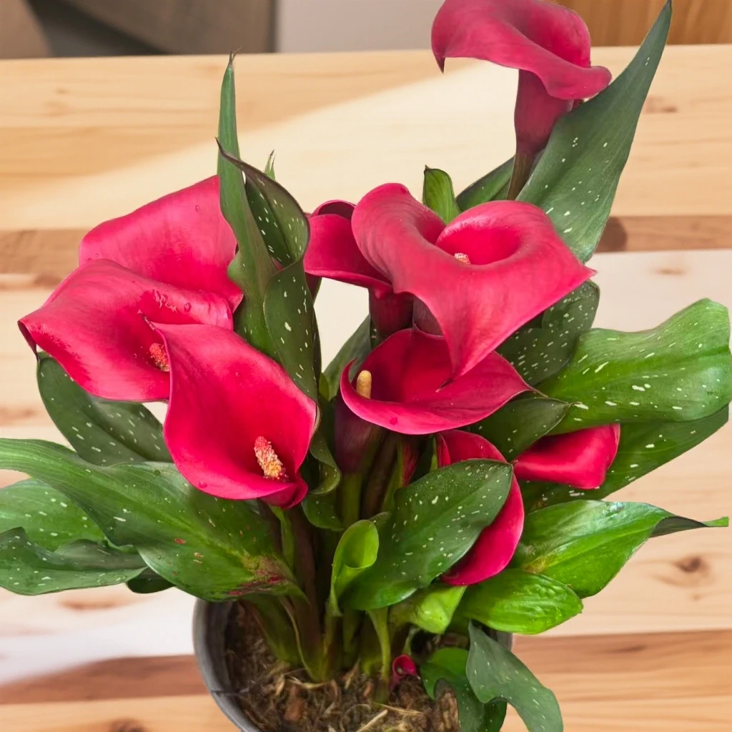 炽焰精灵马蹄莲种球多年生盆栽宿根植物花期长易养护