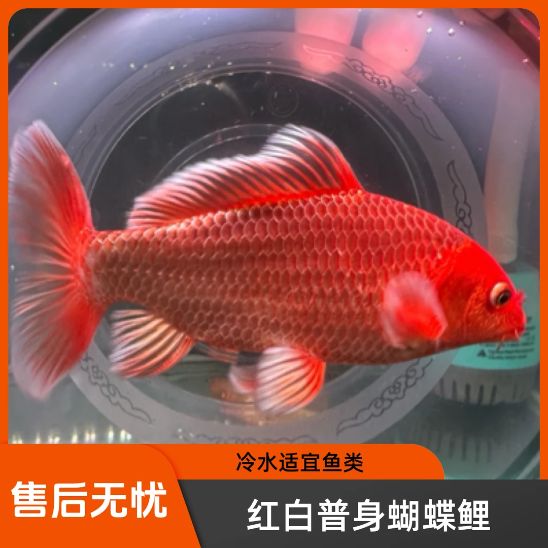 活体鱼，精品红白普身蝴蝶鲤，冷水蝴蝶鲤！