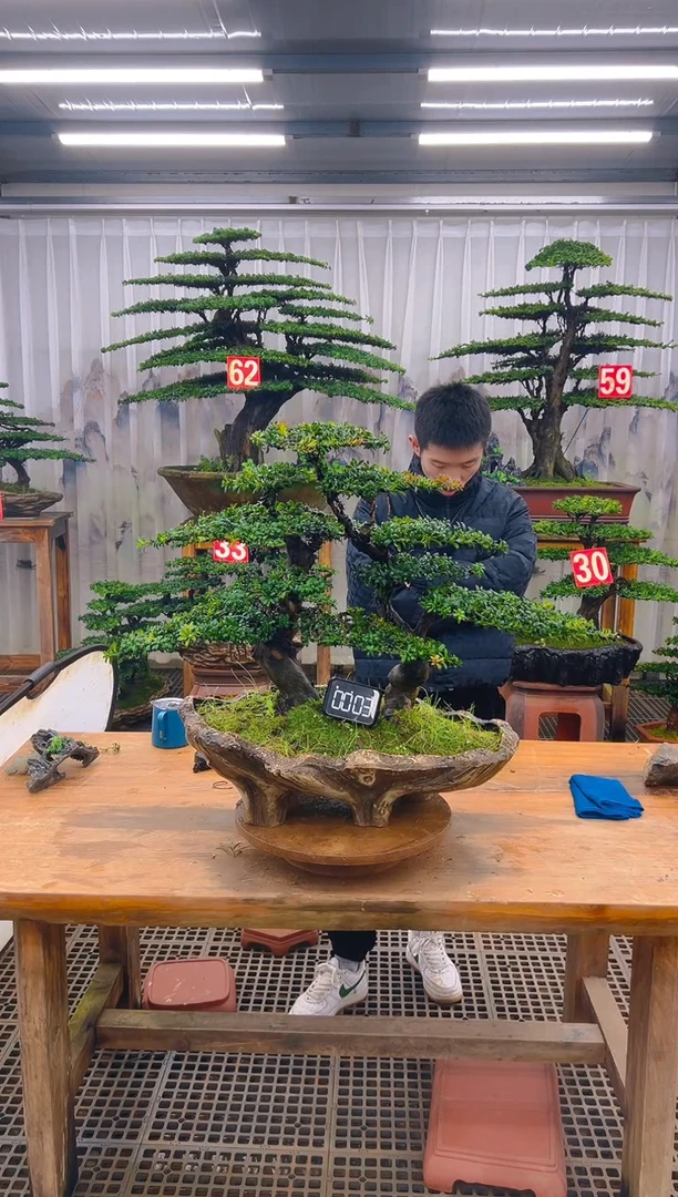 无花朵精品盆景直播间一物一拍