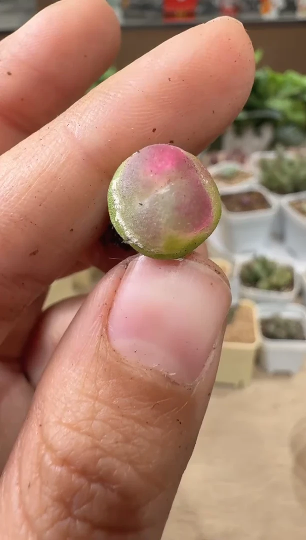 28-240多肉植物肉锥