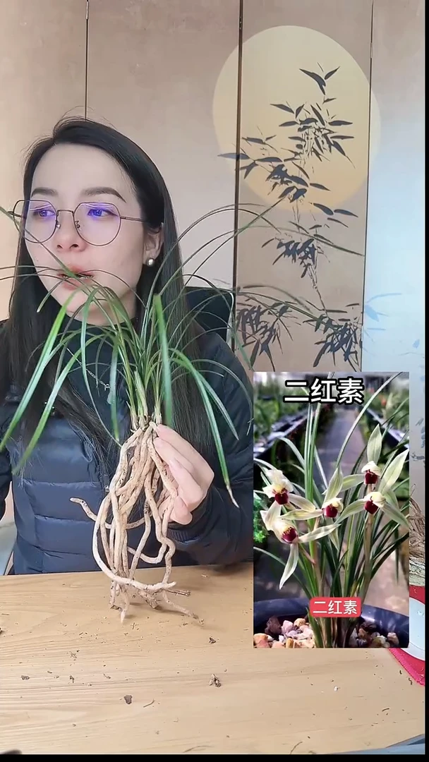 当前无花栽培后可以开花：二红素