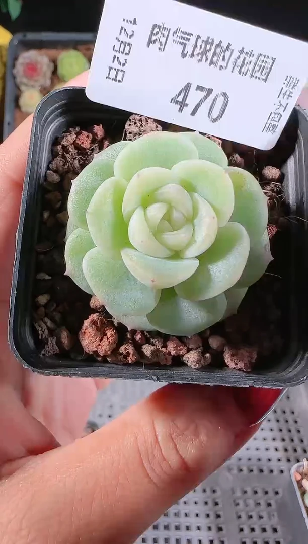 1202-470多肉群生不包整