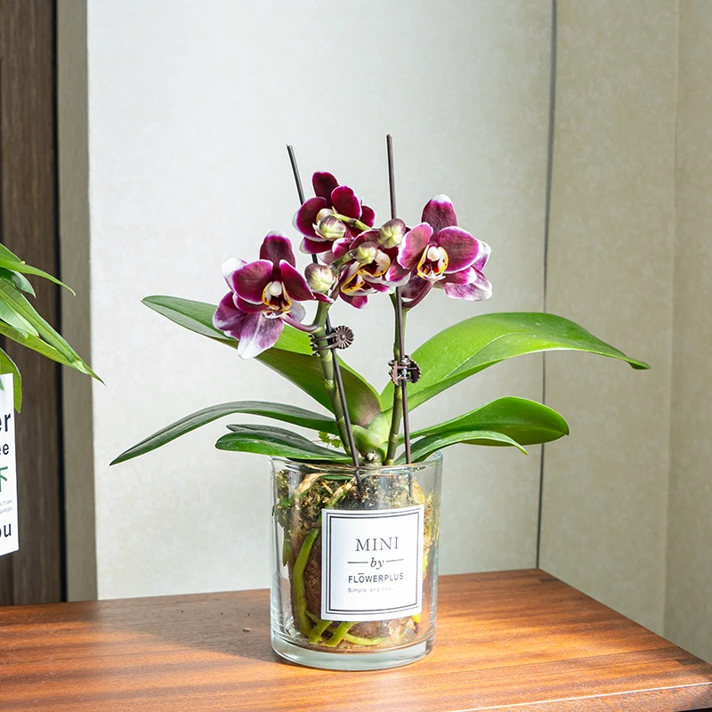 新品黑紫色蝴蝶兰花苞苗中小花型室内客厅桌面好养绿植花卉