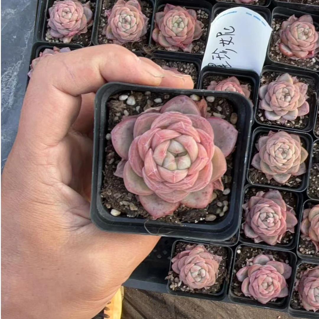 星星珍妮小单头起多肉