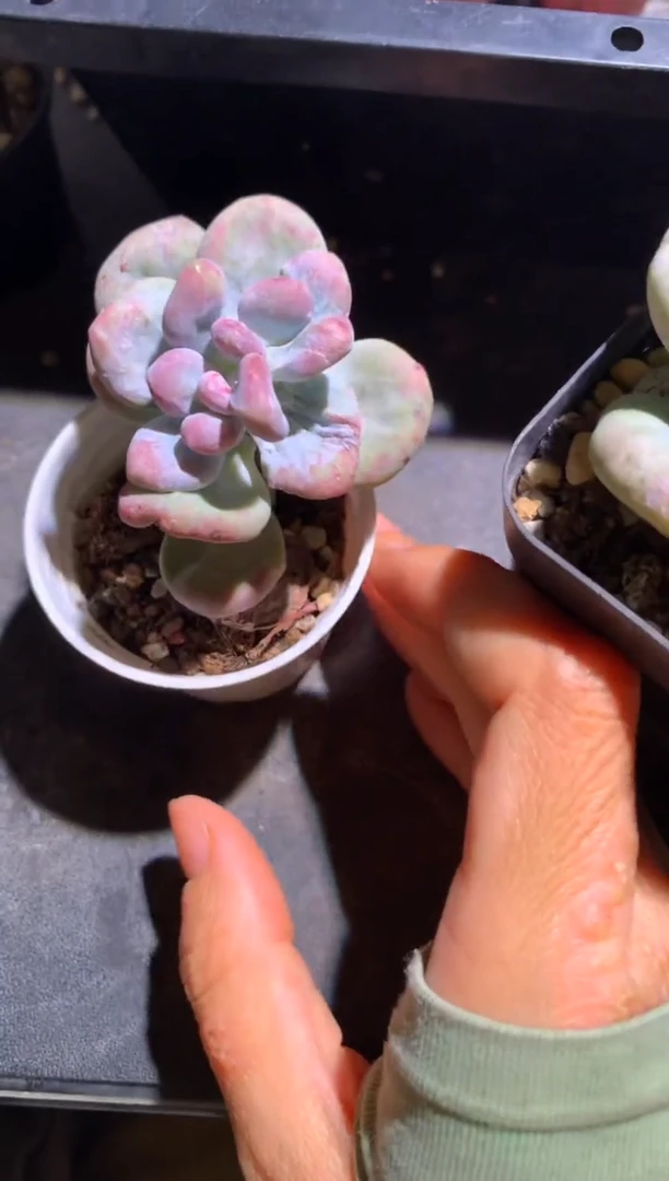 Y*双头油煎奶酪多肉