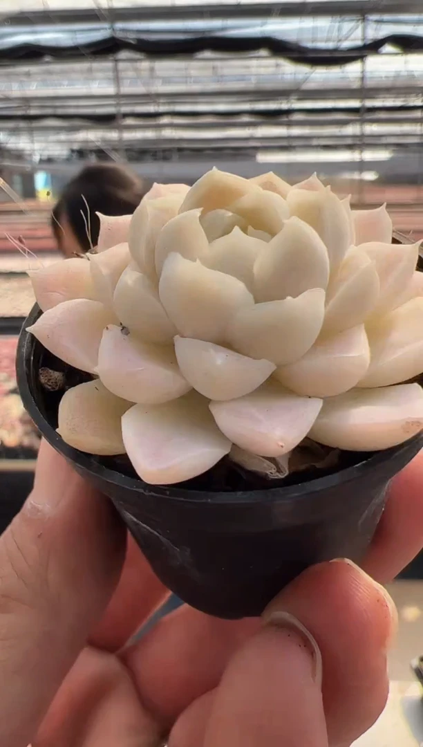 【闪购商品】新品多肉-112