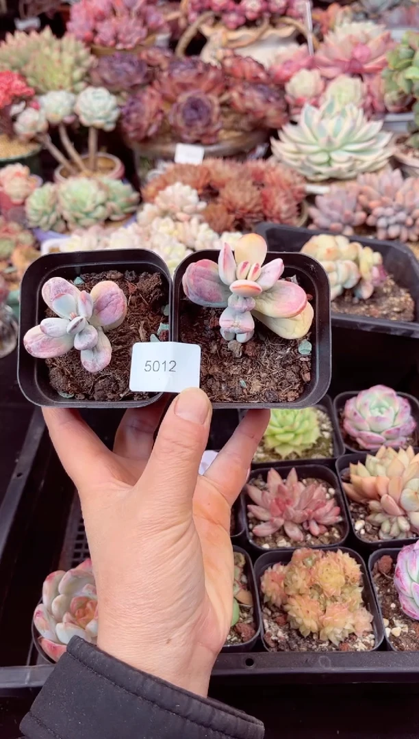 【闪购商品】5012两个乒乓福娘锦多肉