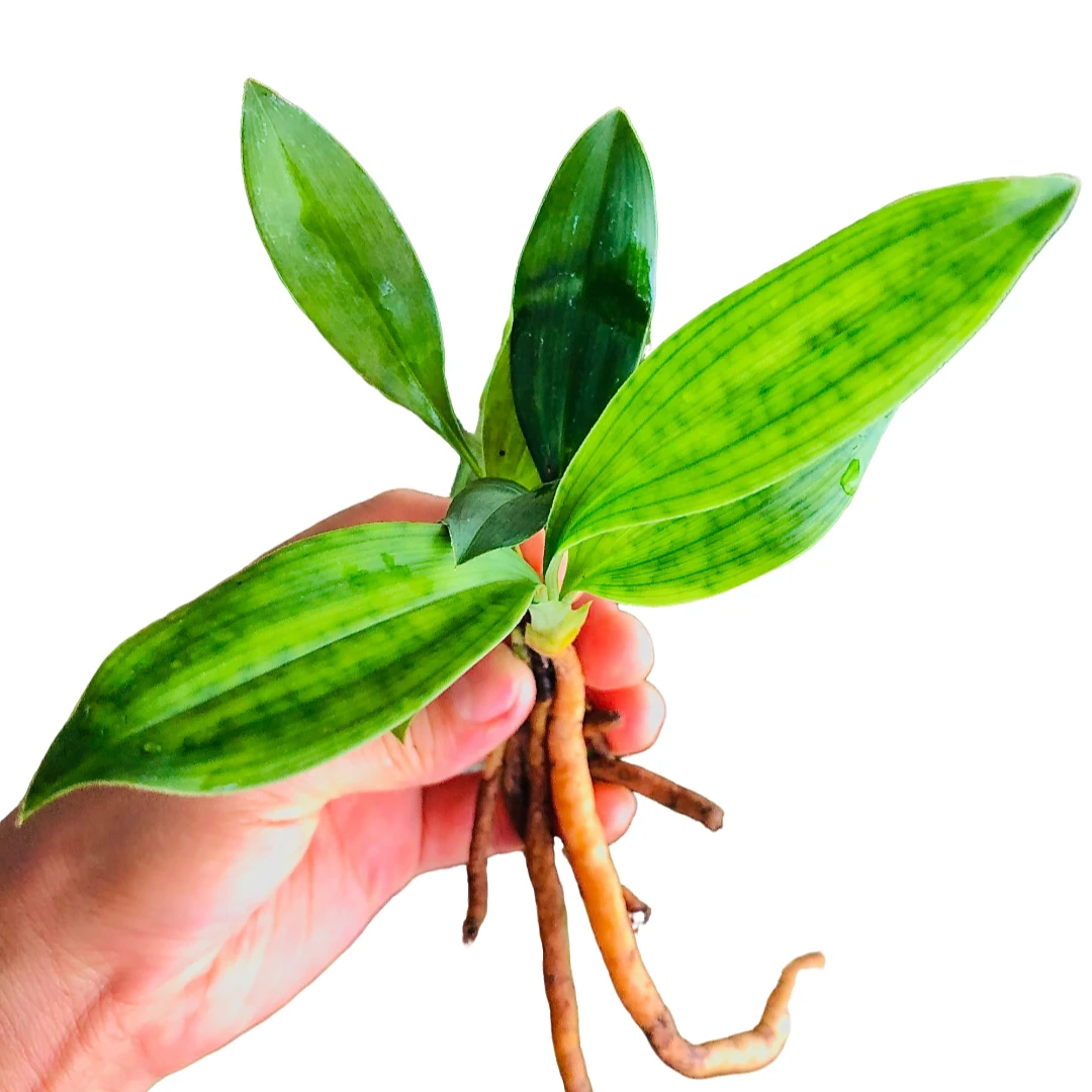 兔耳兰精品磨砂兔耳兰（缺货，请勿拍）