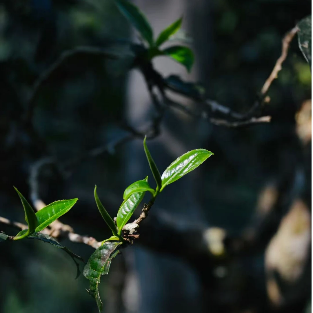 文静的茶 1-3 曼松，猫耳朵袋泡春茶古树12泡不支持退换