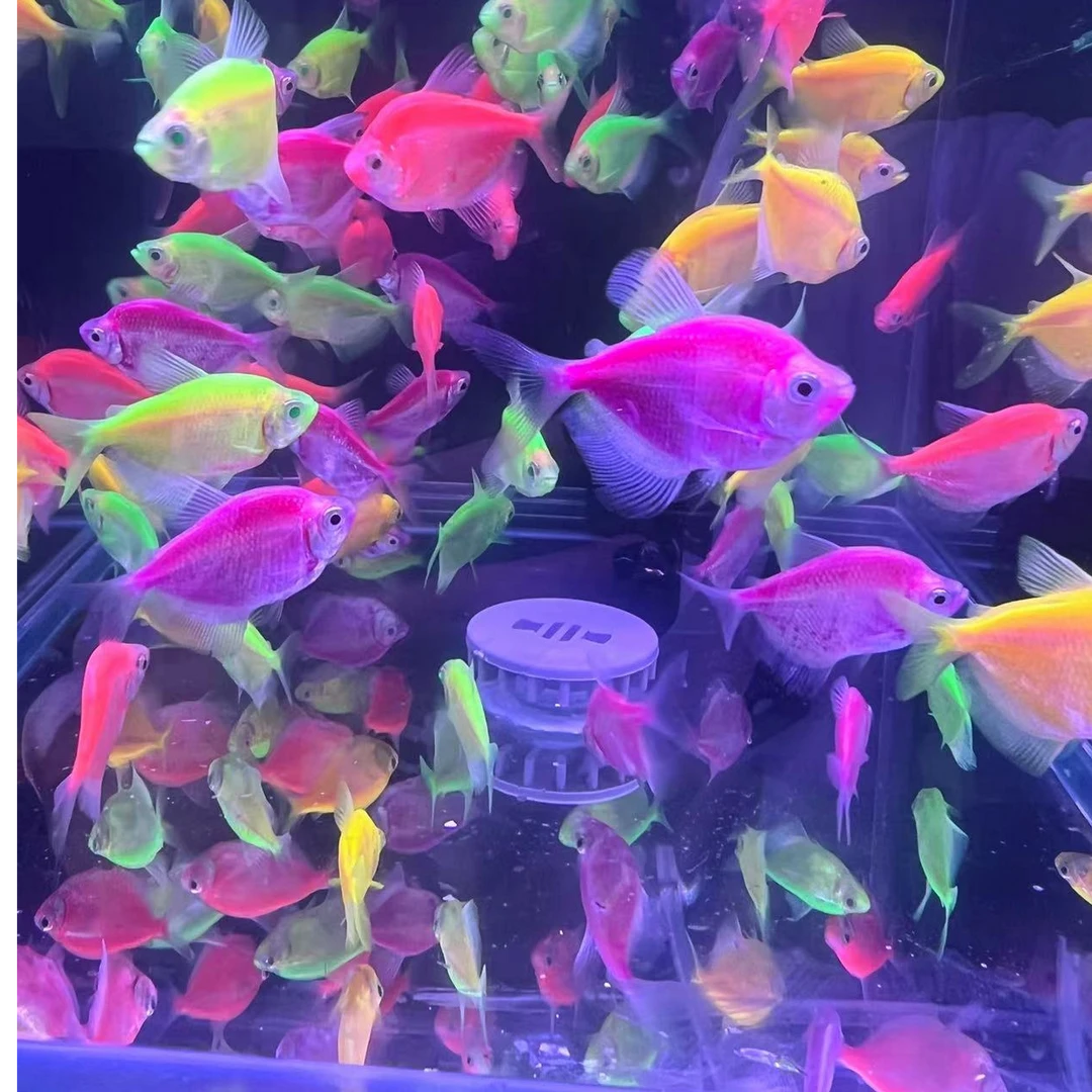 荧光天使鱼小型热带观赏鱼颜色鲜艳好养耐活【入缸不报损介意慎拍】