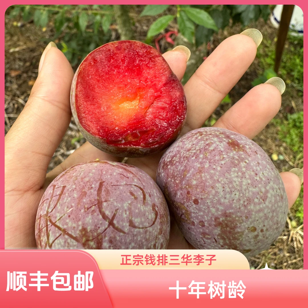 （清园倒计时）顺丰包邮十年老树果正宗广东茂名信宜钱排银妃三华李子新鲜孕妇水果果园产地直发5斤广东省