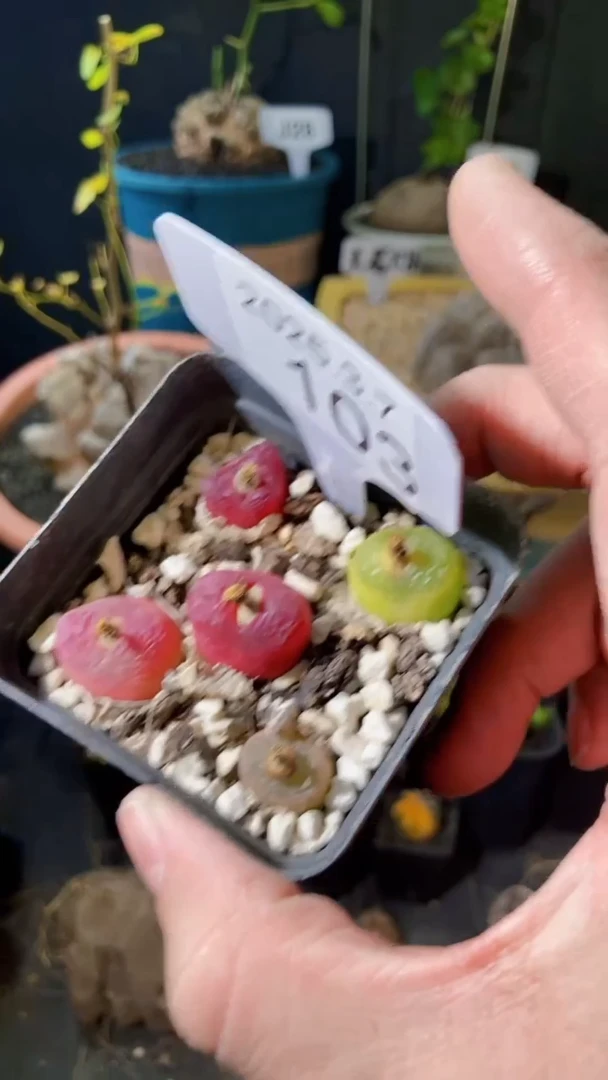 【闪购商品】毛汉尼3.7.103