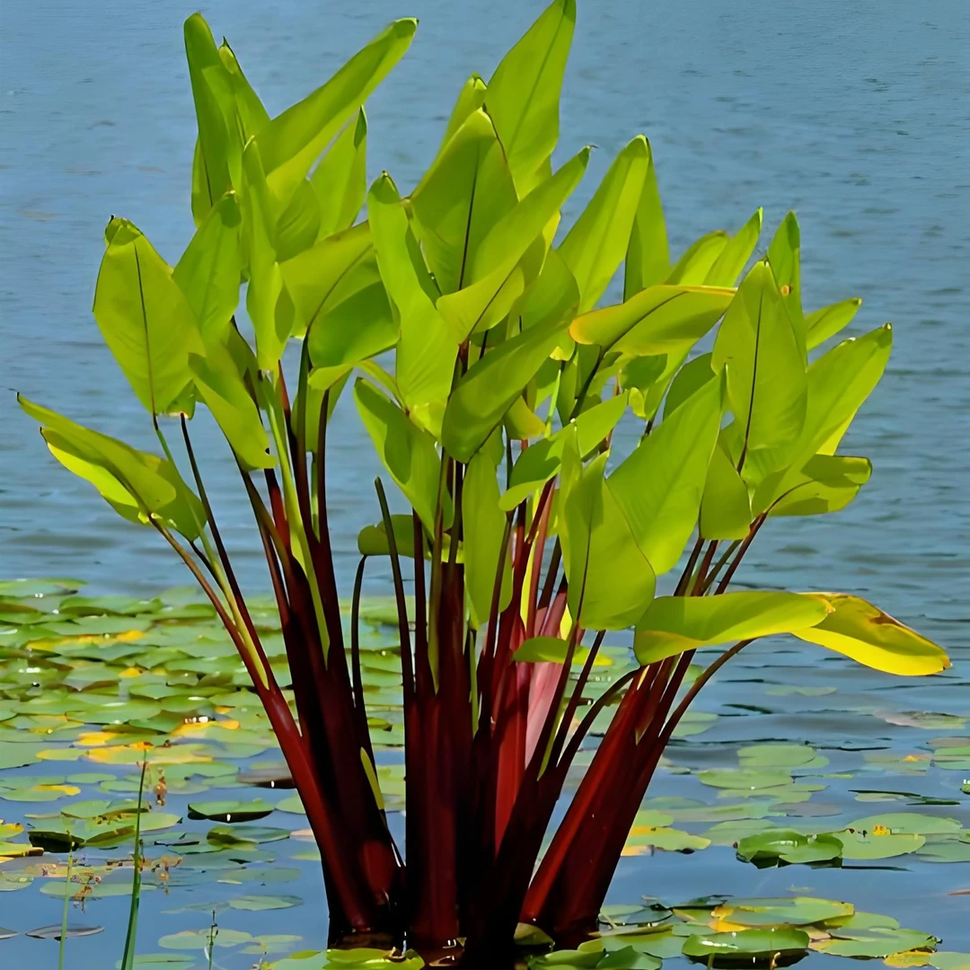 红杆绿杆水竹芋再力花水培绿植湿地庭院水培土培好养