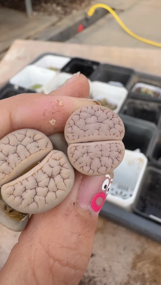 【闪购商品】16-123